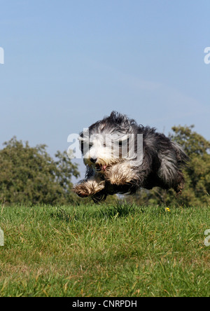 Bearded Collie (Canis lupus f. familiaris), running over a meadow Stock Photo