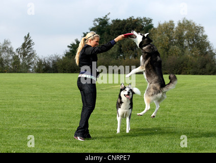 Siberian Husky (Canis lupus f. familiaris), young woman playing frisbee with two Huskies on a meadow Stock Photo