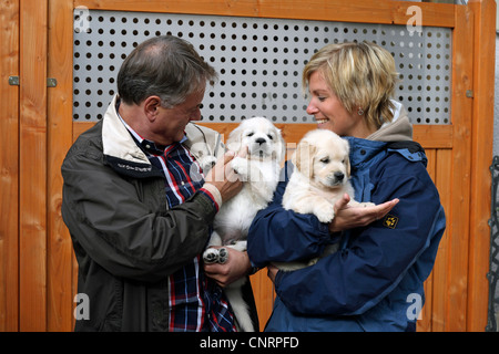 Golden Retriever (Canis lupus f. familiaris), couple with six-week-old puppies on the arm Stock Photo