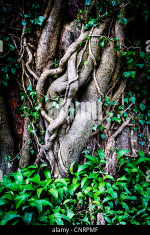 Tree at Loggerheads Country Park in North Wales with ivy growing around it and wild garlic on the floor Stock Photo