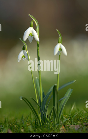 common snowdrop (Galanthus nivalis), flowering, Germany, North Rhine-Westphalia Stock Photo