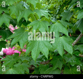 Prickly Castor-Oil Tree, Castor Aralia (Kalopanax septemlobus), leaves Stock Photo