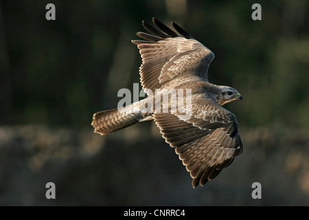 Eurasian buzzard (Buteo buteo), flying, Germany, Hesse Stock Photo
