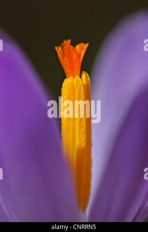 Vertical closeup shot of the Crocus flowers-great for backgrounds or ...