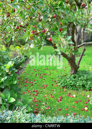 apple tree (Malus domestica), windfall, Germany, Lower Saxony, East Frisia, Westermarsch Stock Photo