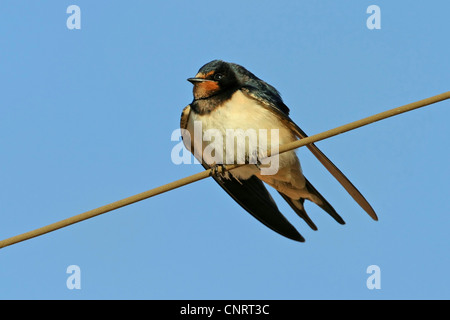 barn swallow (Hirundo rustica), on electric cable, Bulgaria Stock Photo