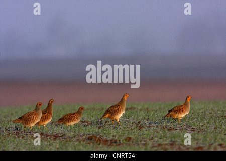 grey partridge (Perdix perdix), group on a field in evening light, Germany, Rhineland-Palatinate Stock Photo