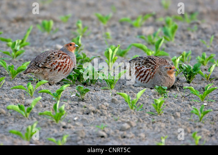 grey partridge (Perdix perdix), two individuals on a field, Germany Stock Photo