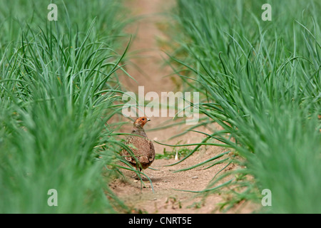 grey partridge (Perdix perdix), on field path, Germany Stock Photo