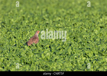 grey partridge (Perdix perdix), on a field, Germany Stock Photo