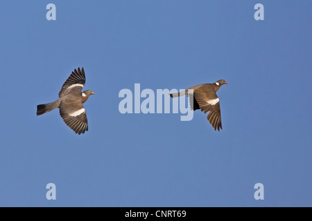 wood pigeon (Columba palumbus), two individuals in flight, Germany Stock Photo