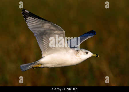 ring-billed gull (Larus delawarensis), flys, USA, Florida Stock Photo