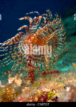 fanworm, feather-duster worm (Sabella spallanzanii, Spirographis spallanzanii), tentacle, Croatia, Dalmatien, Solta, Stomorska Stock Photo