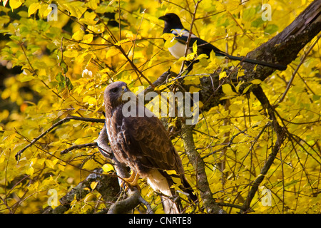 Eurasian buzzard (Buteo buteo), and magpie on a tree in autumn, Switzerland, Sankt Gallen Stock Photo