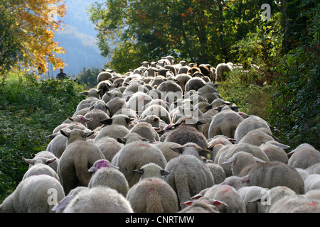 domestic sheep (Ovis ammon f. aries), herd of sheep; Merinos and English Blackheads, Germany Stock Photo