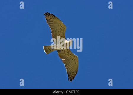 short-toed eagle (Circaetus gallicus), flying, Germany, Rhineland-Palatinate Stock Photo