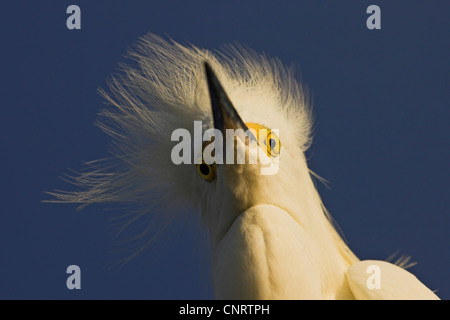snowy egret (Egretta thula), portrait, USA, Florida Stock Photo