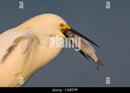 snowy egret (Egretta thula), with captured fish in the bill, USA, Florida Stock Photo