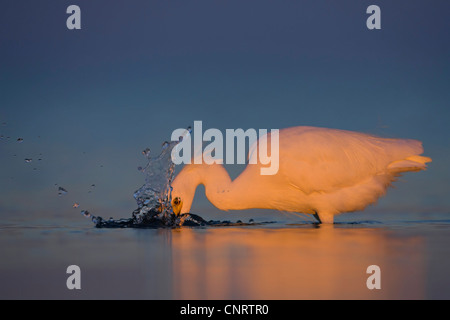 snowy egret (Egretta thula), standing in water, fishing, USA, Florida Stock Photo