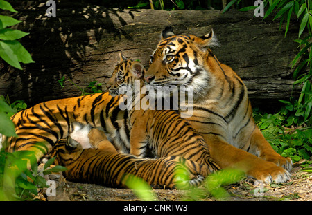 Sumatran tiger (Panthera tigris sumatrae), female with two young