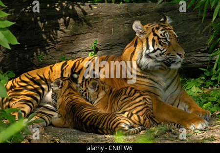 Sumatran tiger (Panthera tigris sumatrae), female with two young
