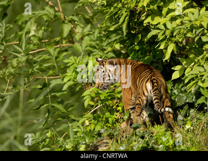 Sumatran tiger (Panthera tigris sumatrae), young walking through lush vegetation