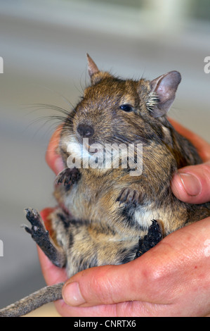 degu, Brush-tail Rat (Octodon degus), sitting on palm of hand correct holding and taking Stock Photo