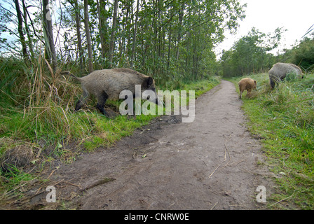 wild boar, pig, wild boar (Sus scrofa), crossing path, Germany, Mecklenburg-Western Pomerania Stock Photo