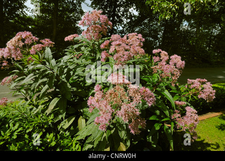 joe-pye weed, trumpet weed, gravelroot, sweet joe-pye-weed (Eupatorium purpureum), flowering bush in the garden, Germany, NRW, Sennestadt Stock Photo