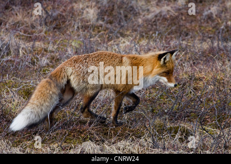 red fox (Vulpes vulpes), on the feed, Sweden, Lapland Stock Photo