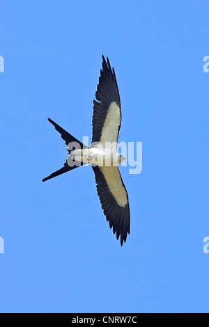 swallow-tailed kite (Elanoides forficatus), flying, USA, Florida, Everglades National Park Stock Photo