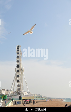 Full view of the Brighton Wheel, Brighton, East Sussex, England Stock Photo