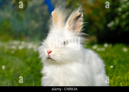 Angora rabbit (Oryctolagus cuniculus f. domestica), Portrait of a white individual Stock Photo