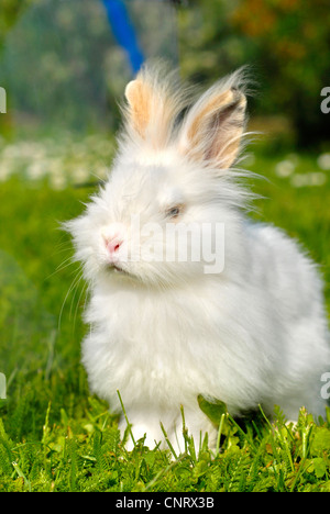 Angora rabbit (Oryctolagus cuniculus f. domestica), white individual Stock Photo