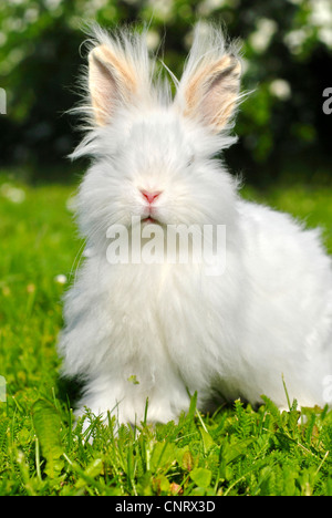 Angora rabbit (Oryctolagus cuniculus f. domestica), white individual Stock Photo