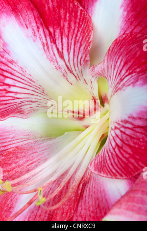 Close up of Amaryllis flower calyx Stock Photo