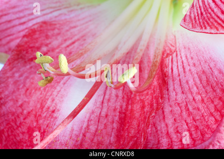 Close up of Amaryllis flower calyx Stock Photo