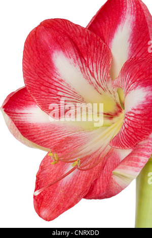 Close up of an amaryllis flower on a white background Stock Photo