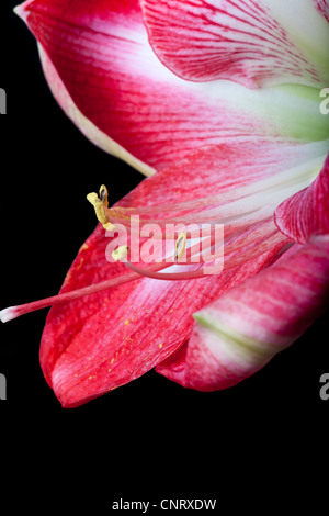 Close up of Amaryllis flower on black background Stock Photo