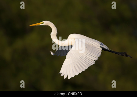 great egret, Great White Egret (Egretta alba, Casmerodius albus, Ardea alba), flying, USA, Florida Stock Photo