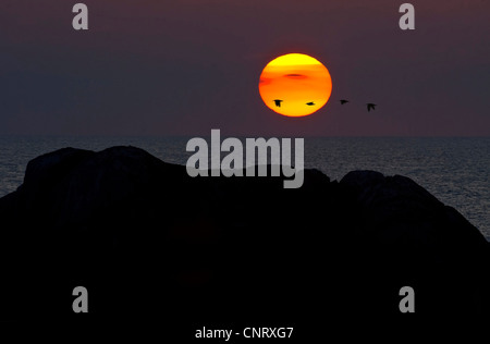 April sunset with migrating birds. From Hidra in south-western Norway., Norway Stock Photo