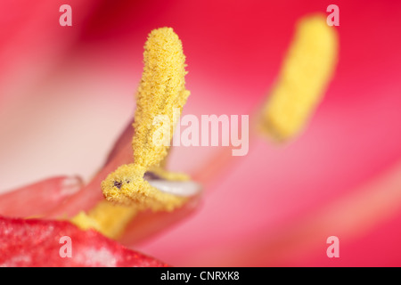 Extreme close up view of a amaryllis flower temple Stock Photo