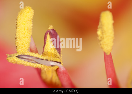 Extreme close up view of a amaryllis flower temple Stock Photo