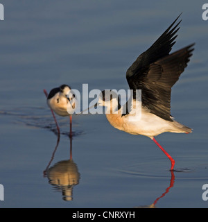 black-winged stilt (Himantopus himantopus), standing in water, flapping wings, Greece, Lesbos Stock Photo