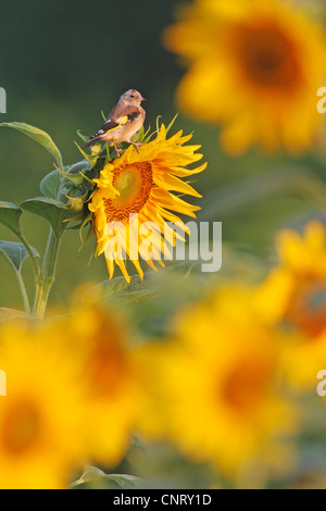 Eurasian goldfinch (Carduelis carduelis), sitting on a sunflower, Germany, Rhineland-Palatinate Stock Photo