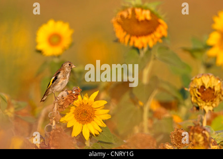 Eurasian goldfinch (Carduelis carduelis), sitting on a sunflower, Germany, Rhineland-Palatinate Stock Photo