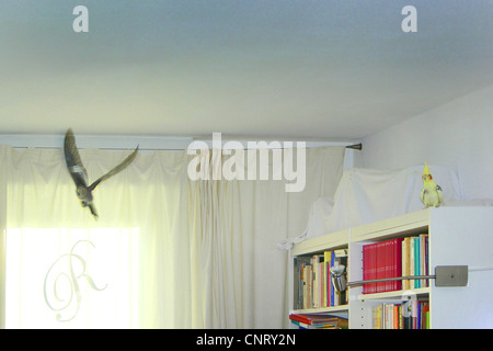 cockatiel (Nymphicus hollandicus), two free flying cockatiels in a living room Stock Photo