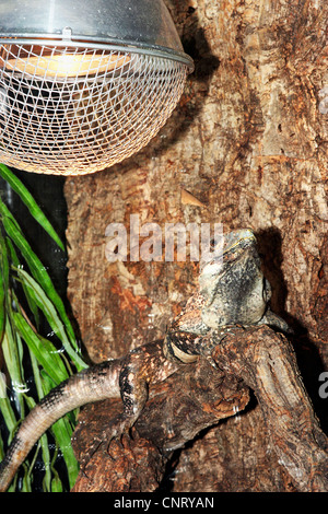 bearded dragon (Amphibolurus barbatus, Pogona barbatus), sunning in a terrarium Stock Photo