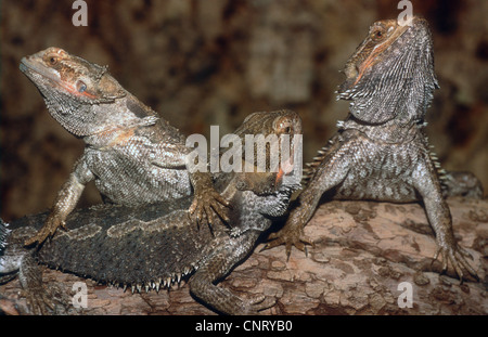 bearded dragon (Amphibolurus barbatus, Pogona barbatus), three on a twig Stock Photo