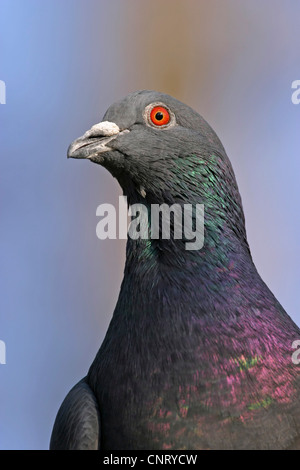 domestic pigeon (Columba livia f. domestica), portrait, Germany, Baden-Wuerttemberg Stock Photo
